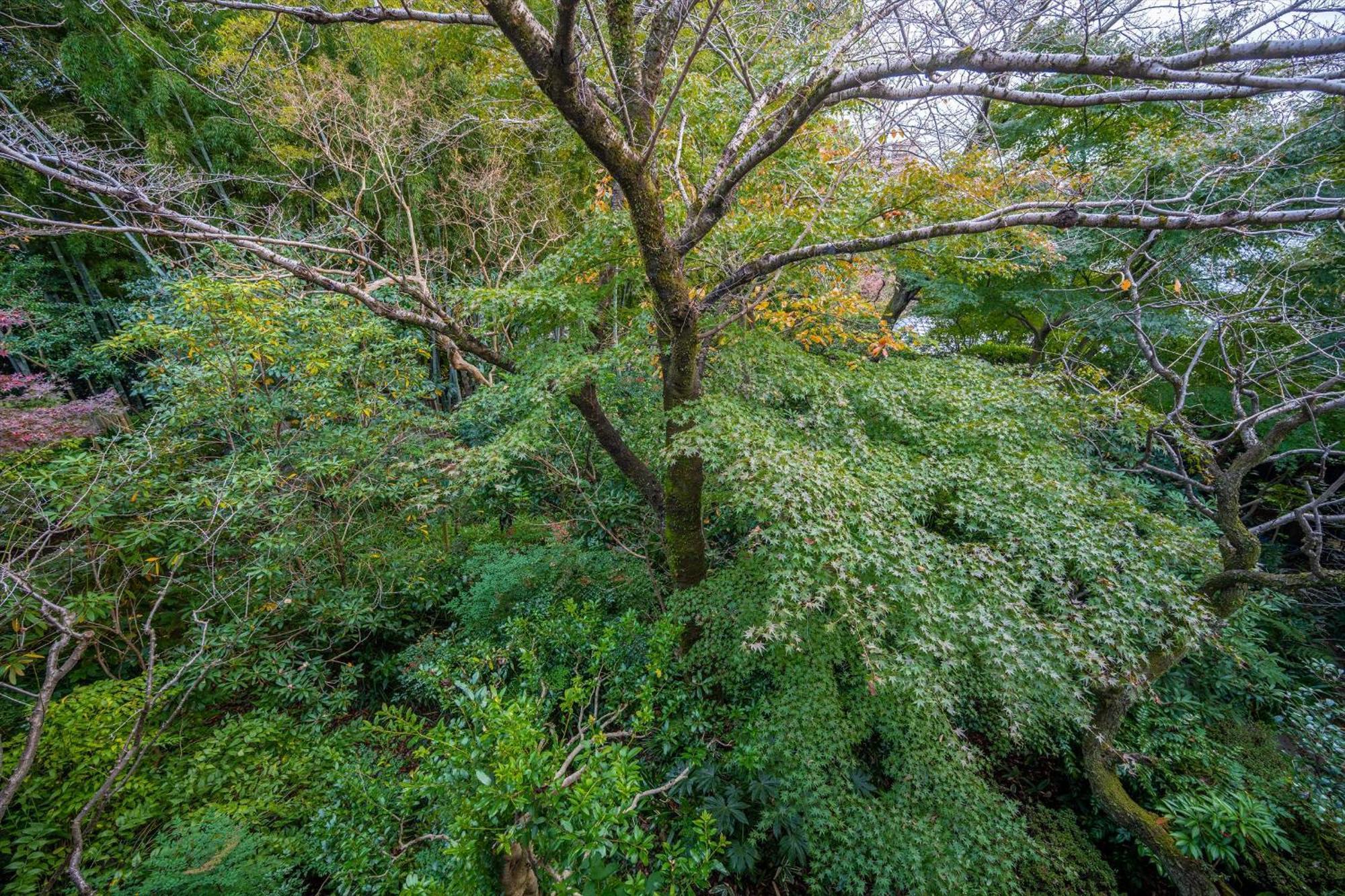 Jinya Ryokan Hadano Exterior foto